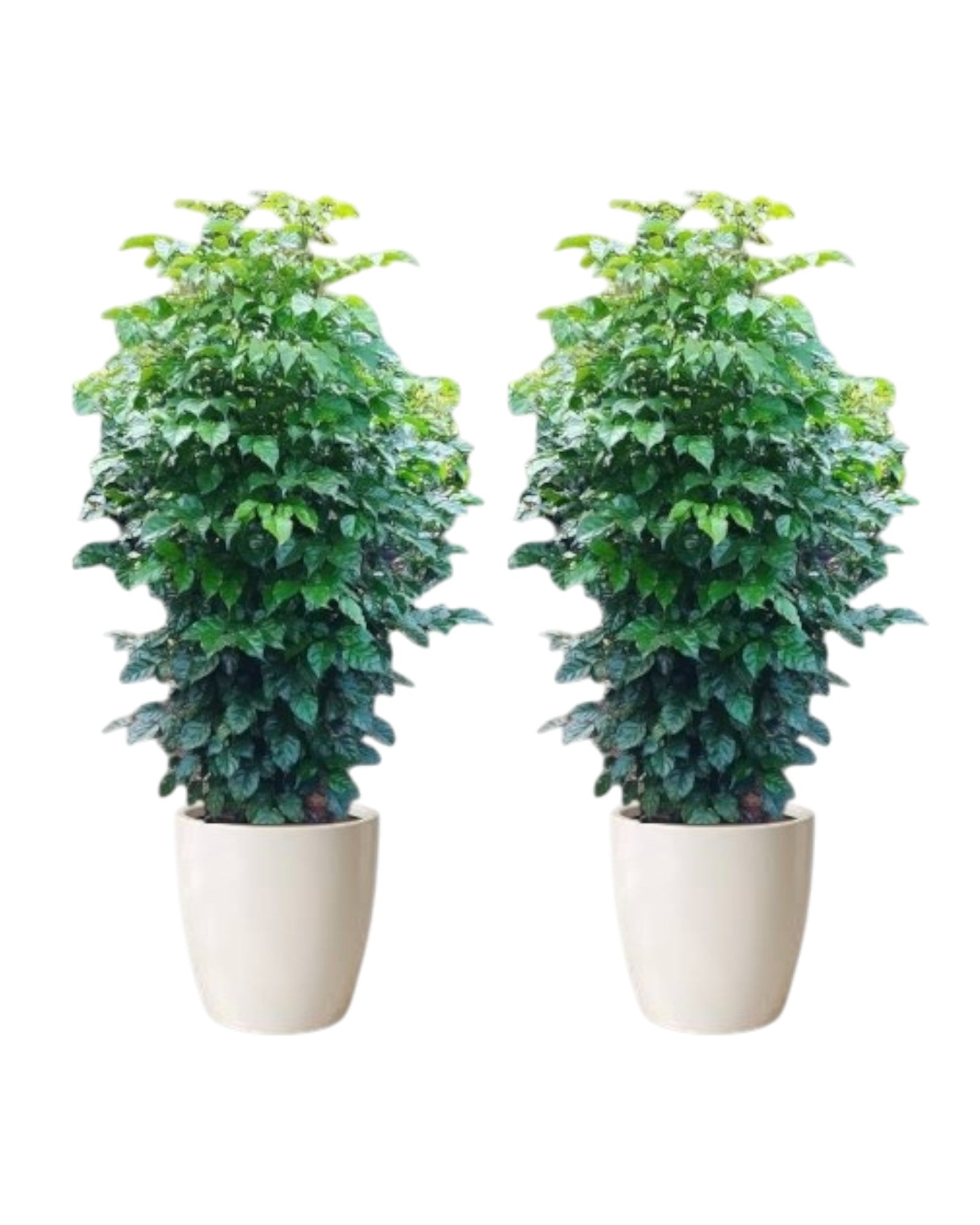 Radermachera Sinica Indoor Plant Combo -2 with ceramic pots
