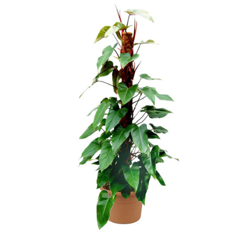emerald philodendron Buy Red Emerald Philodendron Plant – Royal Plantscape Garden