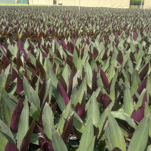 Rhoeo Discolor