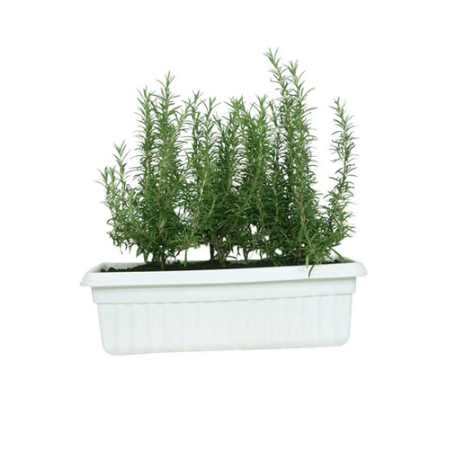 Rosemary Plant – Salvia Rosmarinus in Rectangular Pot