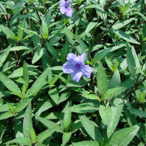 Ruellia Ciliosa or Wild Petunia