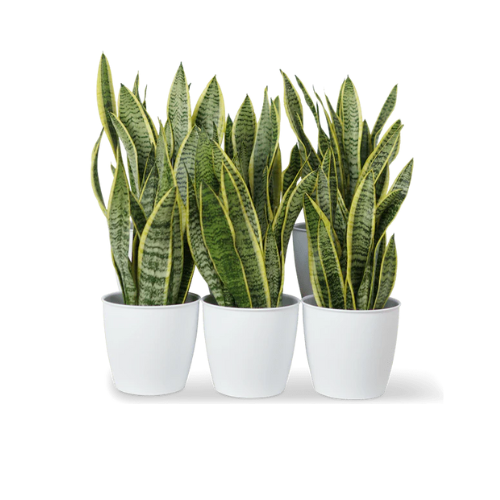 40cm indoor plant pot Sansevieria Indoor Set 30–40cm with Ceramic Pots – Royal Plantscape Garden