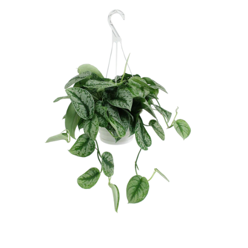 Satin Pothos Decorative Hanging Plant