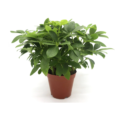 Schefflera Arboricola