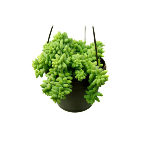 Sedum burrito “Hanging” 25 – 35cm