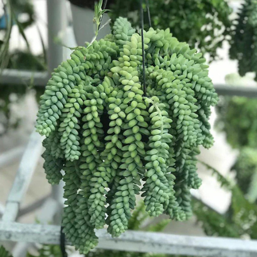 Sedum burrito “Hanging” 25 – 35cm