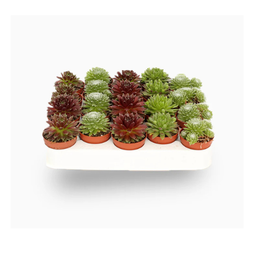 Sempervivum Mini Hens & Chicks Mixed