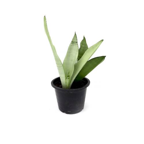 snake plant moon Snake Plant “Moon Shine” 25-30cm – Royal Plantscape Garden