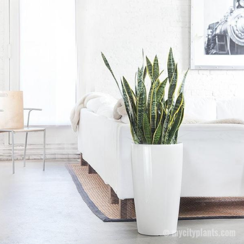 snake plants pots Snake Plant Sansevieria with White Fiber Pots – Royal Plantscape Garden