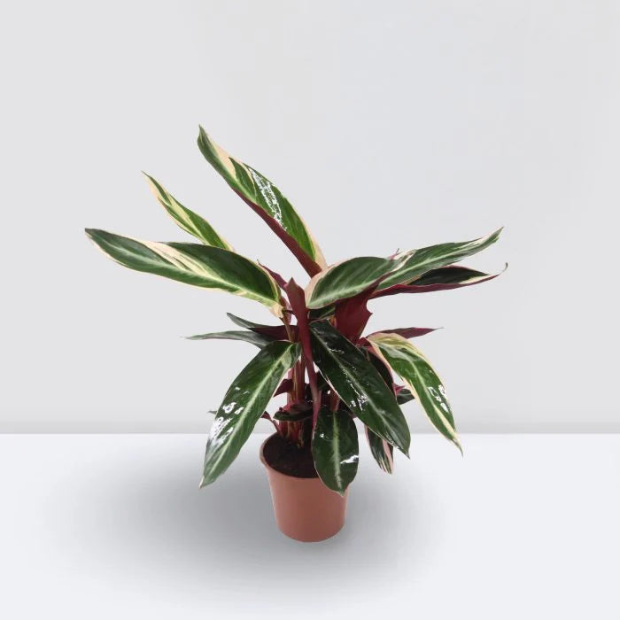 Triostar Indoor Plant