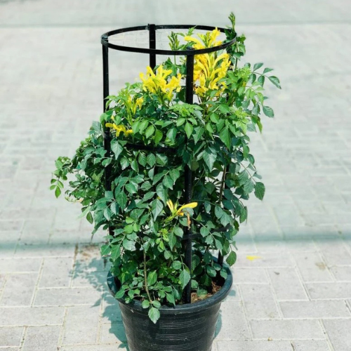 Tecomaria Capensis - Orange and Yellow