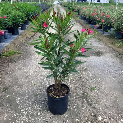 Nerium Oleander Flower Plant