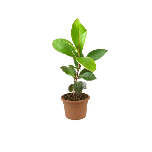 Indian Almond - Terminalia Catappa Plant