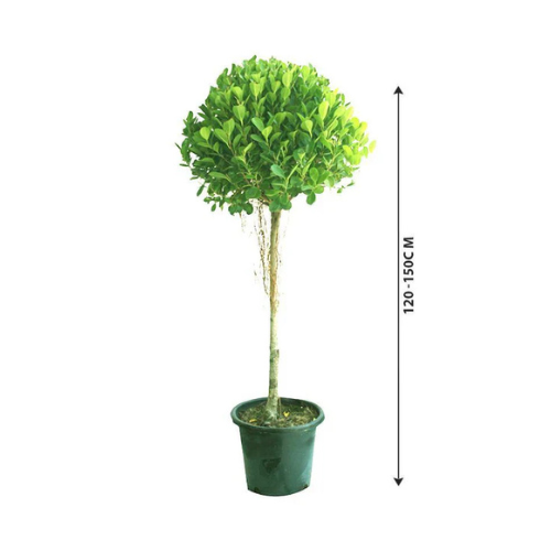 Ficus Panda - Ficus Retusa