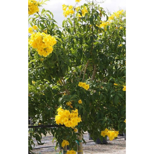 Trumpet Bush | Tecoma Smithii