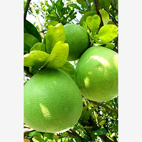 Pomelo Tree- Citrus Maxima