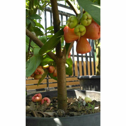 Java Apple ( Water Apple ) - Syzygium Samarangense