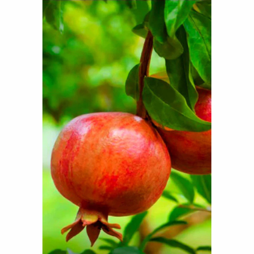 Pomegranate-Punica Granatum