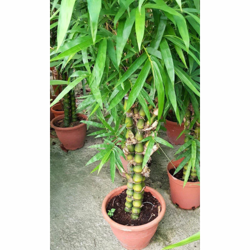 Buddha Bamboo - Bambusa Ventricosa