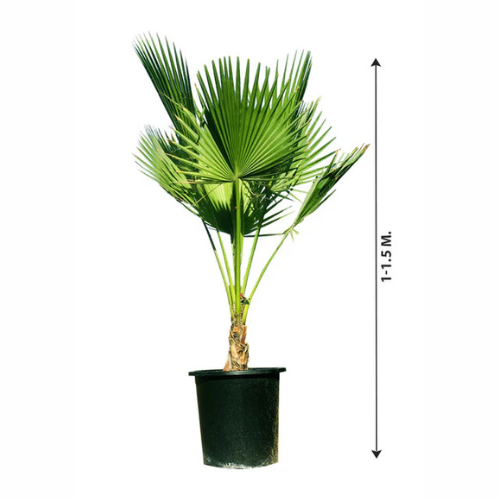 large outdoor palm plants Washingtonia Robusta- Mexican Fan Palm-Outdoor Palm Plant – Royal Plantscape Garden