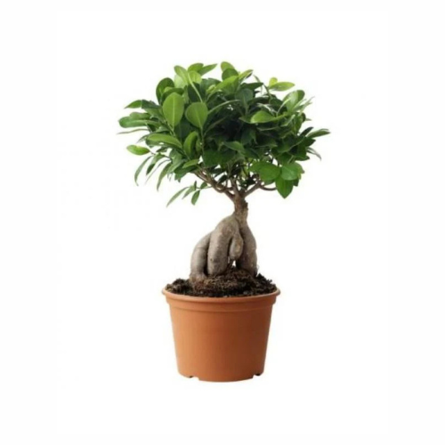 Ginseng Bonsai 30cm