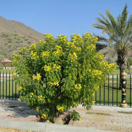 Cassia surattensis “Scrambled Egg Plant”