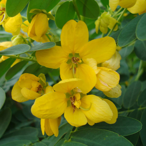 Cassia surattensis “Scrambled Egg Plant”