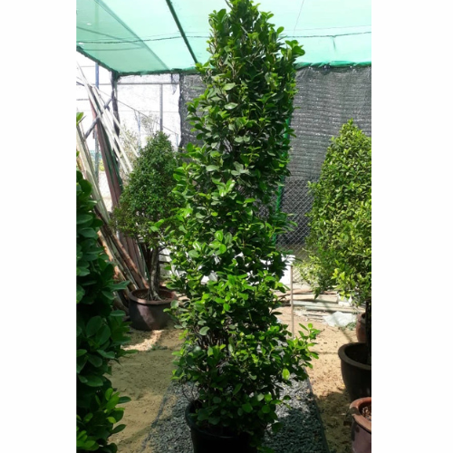 Ficus diversifolia “Cone Shape”