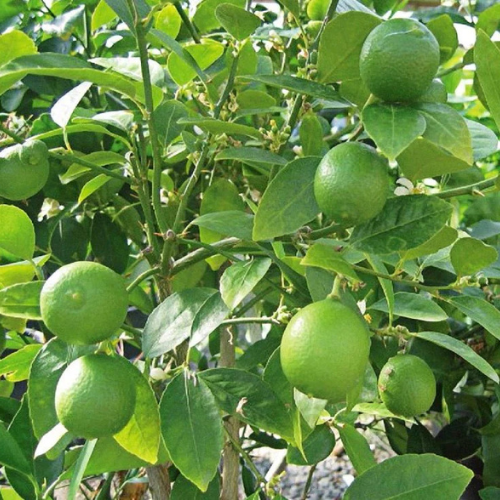 Citrus Aurantifolia Tree “Citrus Omani”