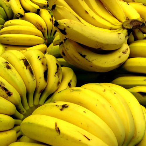 Musa paradisiaca Or Banana Tree