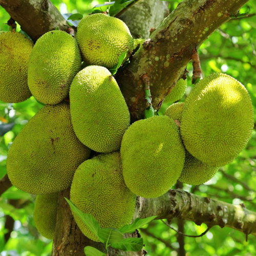 Plants Artocarpus Heterophyllus