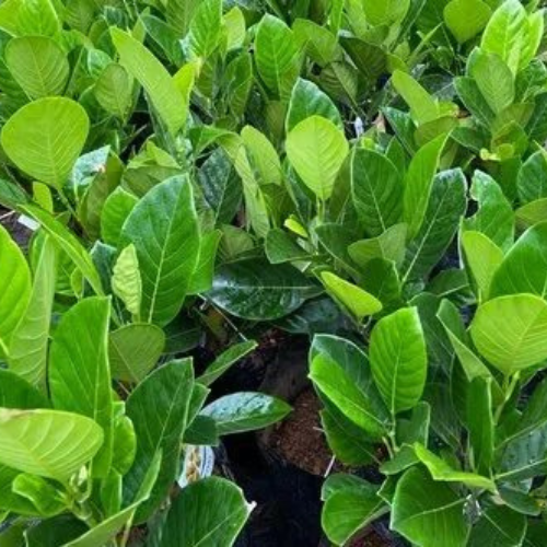 Plants Artocarpus Heterophyllus