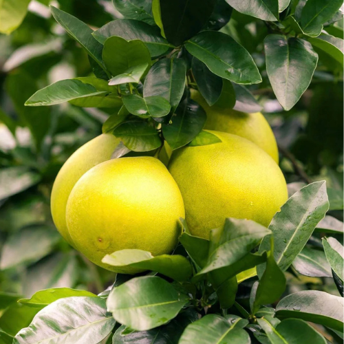 Grapefruit Tree | 1.2-1.5m
