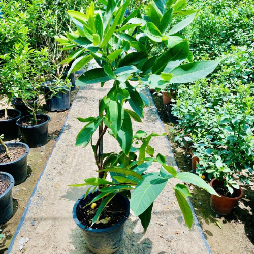 Water Apple Tree | Chambakka | Pani Seb