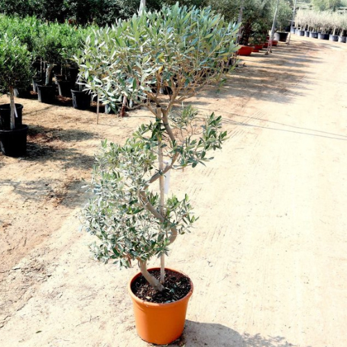 Olive Spiral Shape | Spiral Olea Europea