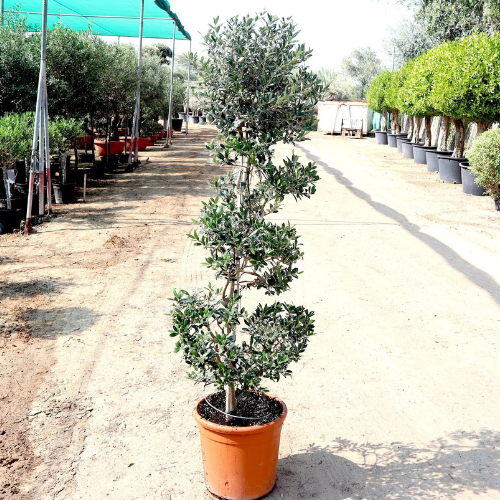 Olive Spiral Shape | Spiral Olea Europea 1.0m-1.2m