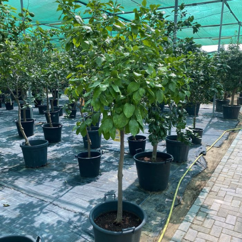 Citrus Tree “Orange Sinensis Spain