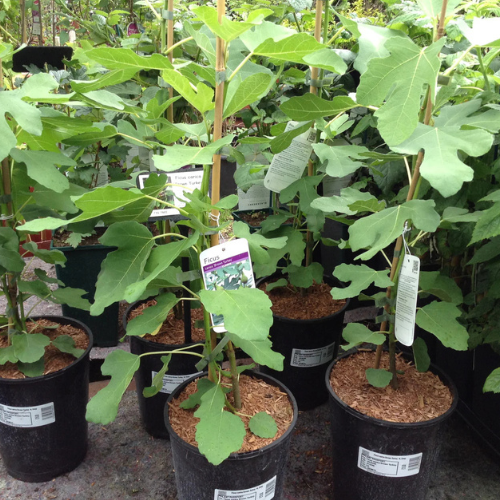 FICUS CARICA “FIG TREE”