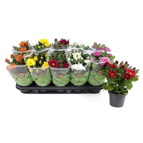 chrysanthemum potting mix Chrysanthemum Mix Assorted – Royal Plantscape Garden