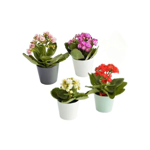 Flaming Katy, Kalanchoe Blossfeldiana