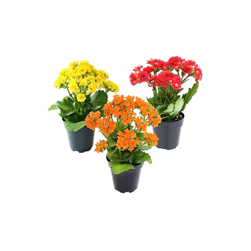 Flaming Katy, Kalanchoe Blossfeldiana