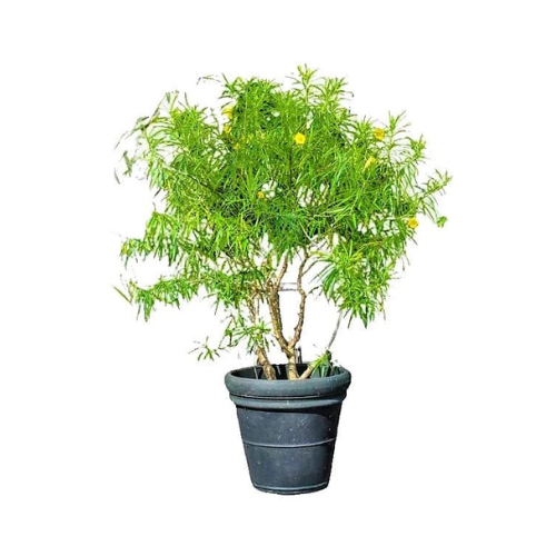 Thevetia Peruviana Plant