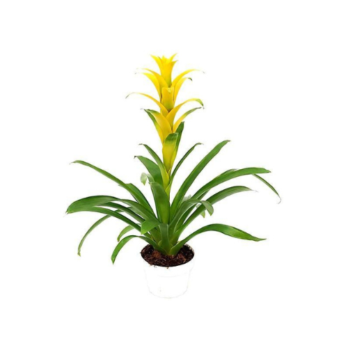 The Guzmania Red 