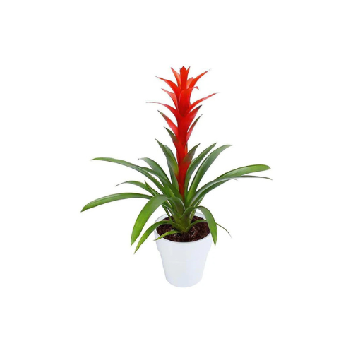 Guzmania Red Yellow Orange Plants, Scarlet Star