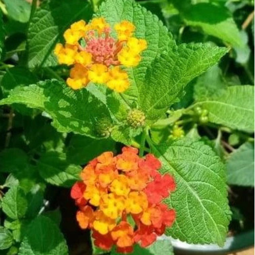 Lantana Mix Color-Lantana Camara