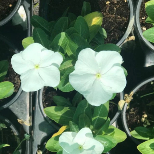 Vinca Flowers