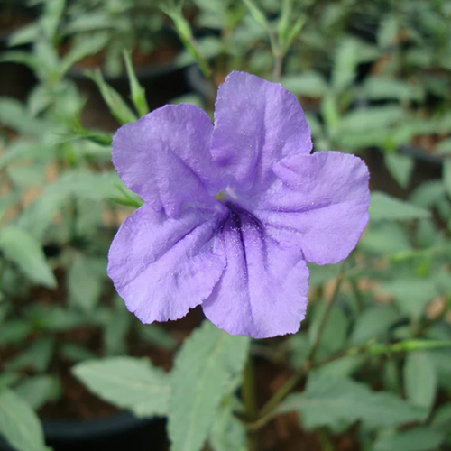 Ruellia Ciliosa or Wild Petunia