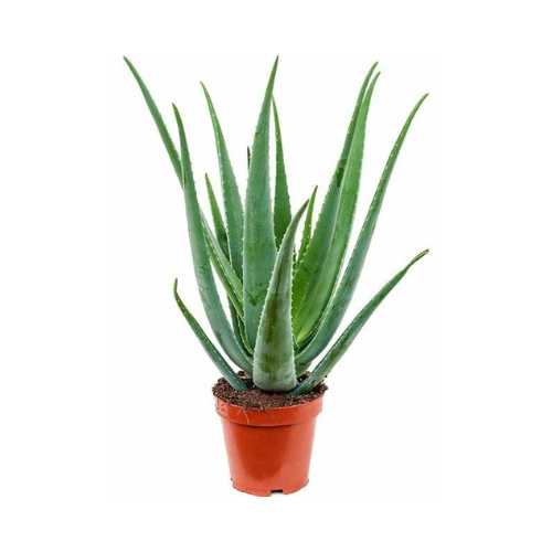 Aloe Vera, Medicina Aloe