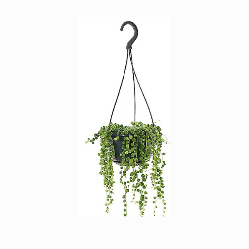 String of Pearls, Senecio Rowleyanus