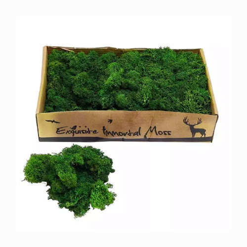 Eternal Life Preserved Moss Grass Wall